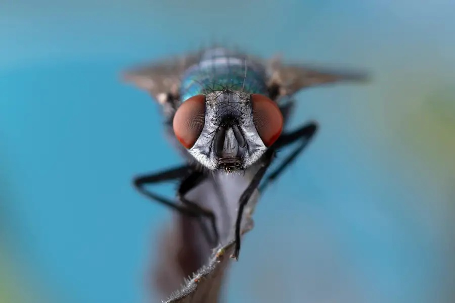 Professional pest control