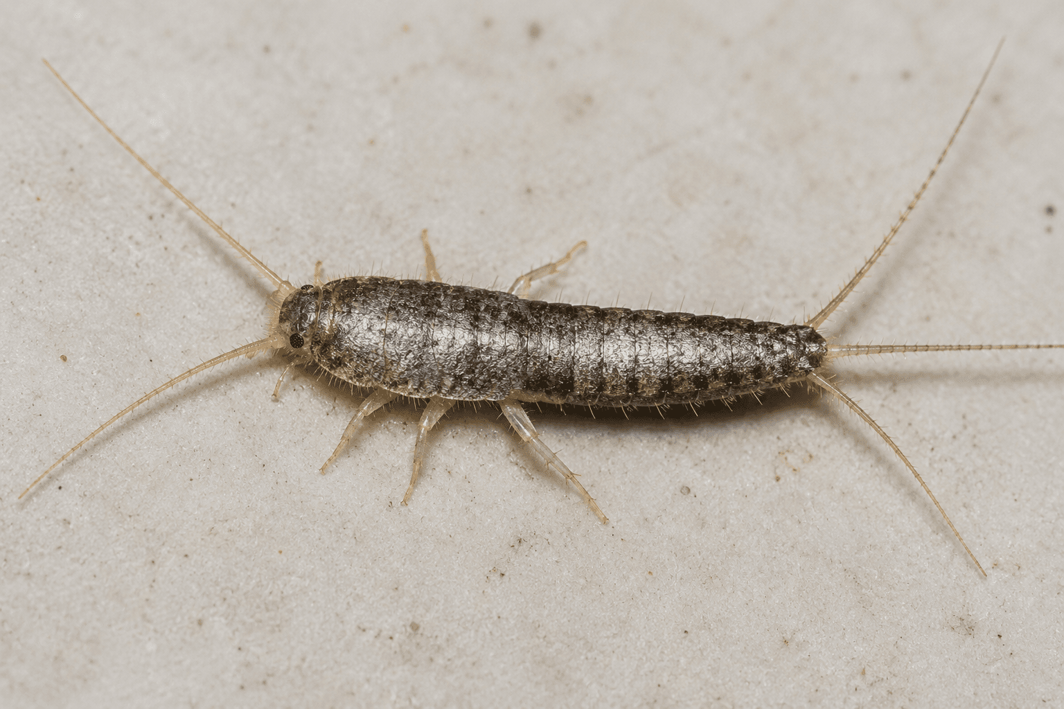 Silverfish pest identification — Hervey Bay & Fraser Coast