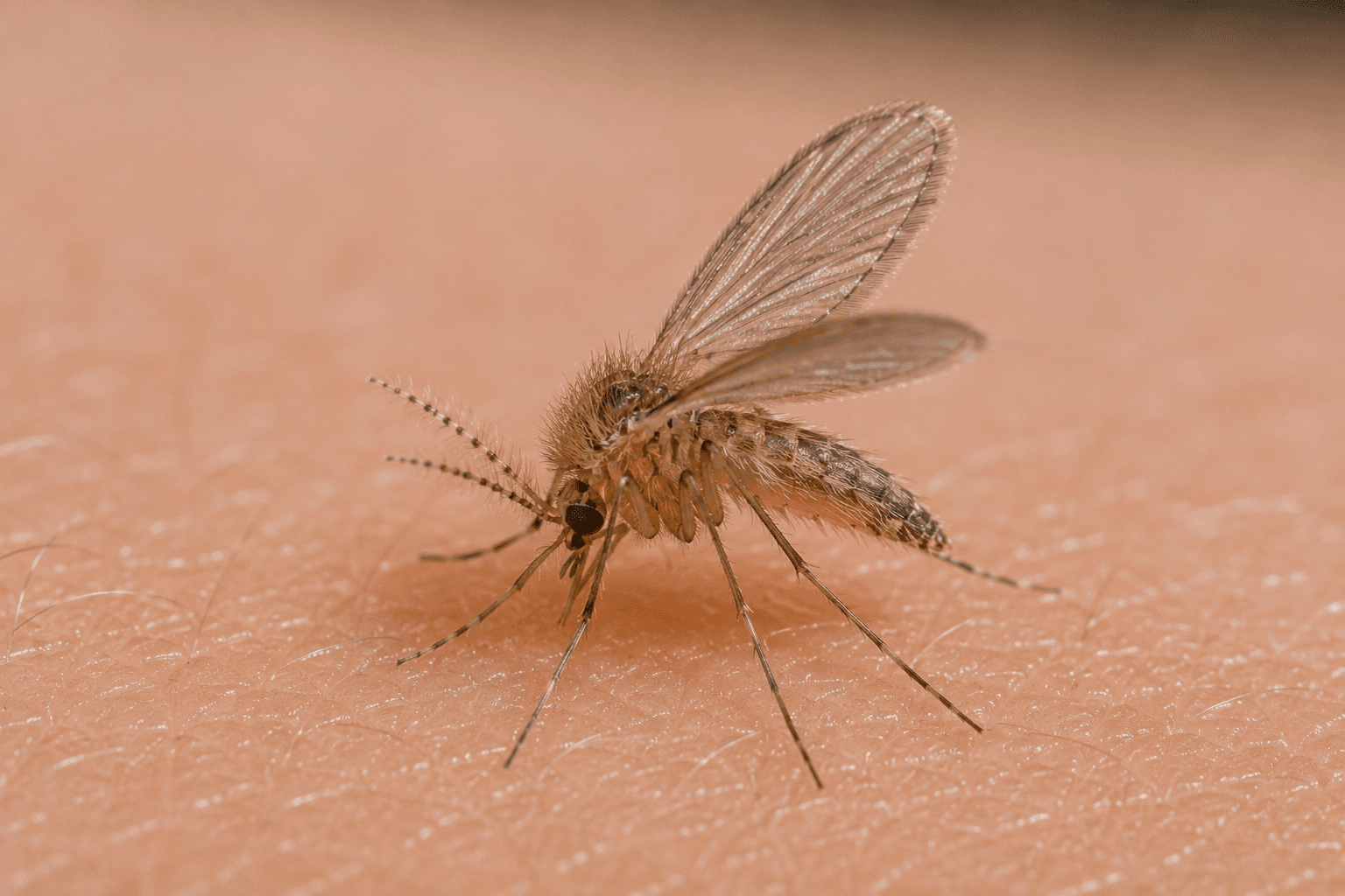 Midges pest identification — Hervey Bay & Fraser Coast