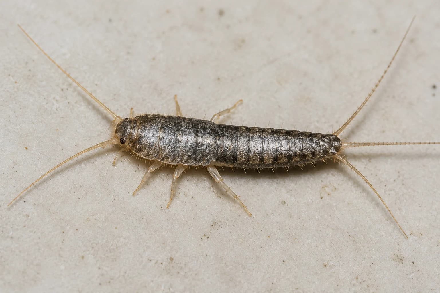 Silverfish pest identification — Hervey Bay & Fraser Coast