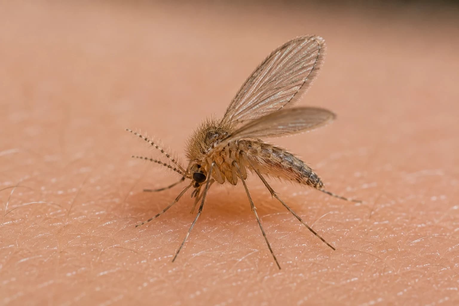 Midges pest identification — Hervey Bay & Fraser Coast